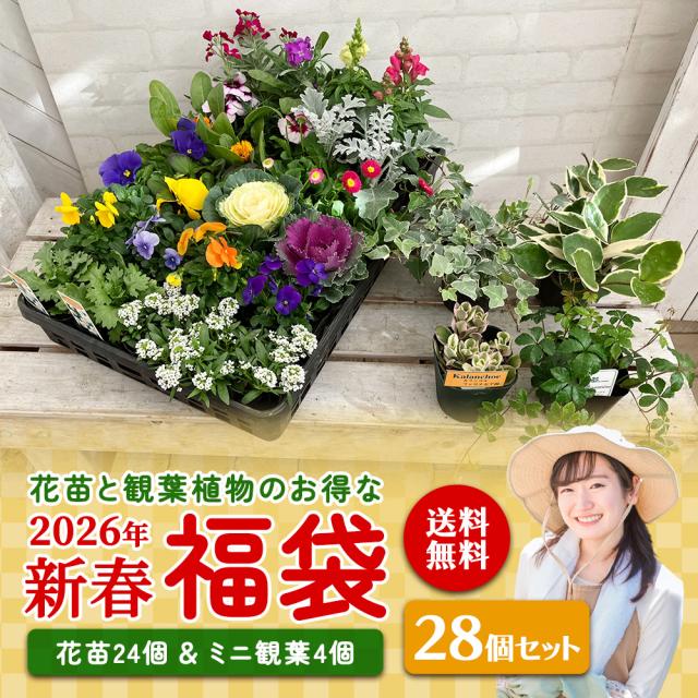寄せ植え