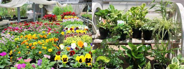 花苗28ポットセット