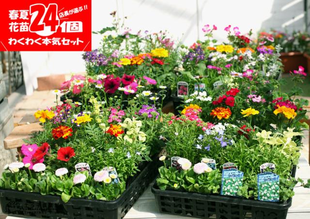 花苗24ポットセット