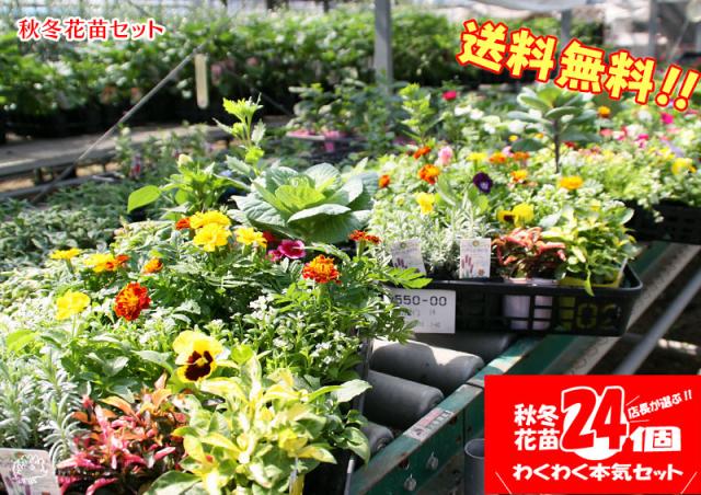 花苗24ポットセット