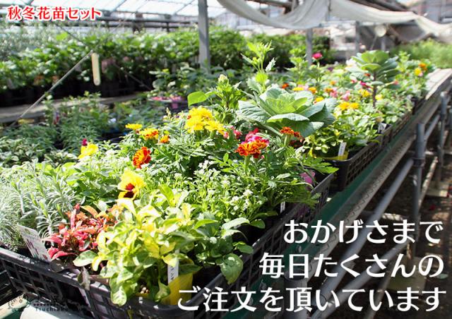 花苗28ポットセット