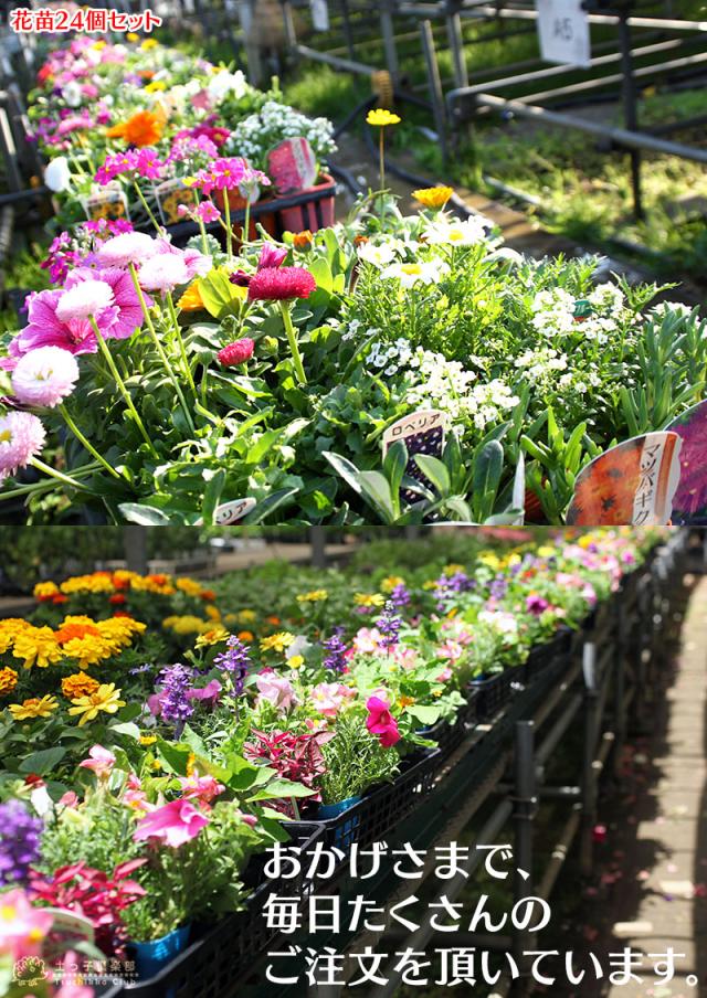 花苗24ポットセット