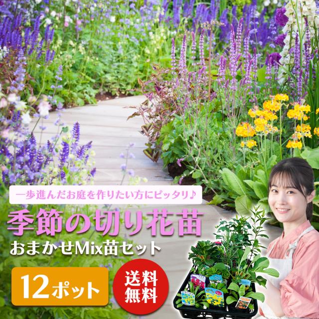 切り花苗12苗セット
