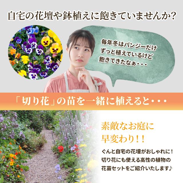 切り花苗12苗セット