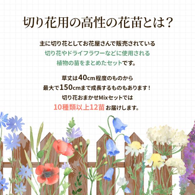 切り花苗12苗セット