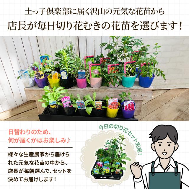 切り花苗12苗セット