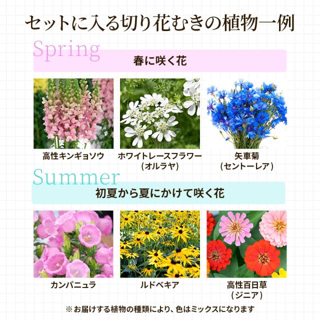 切り花苗12苗セット