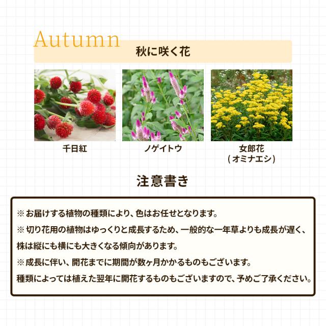 切り花苗12苗セット