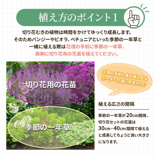 切り花苗12苗セット