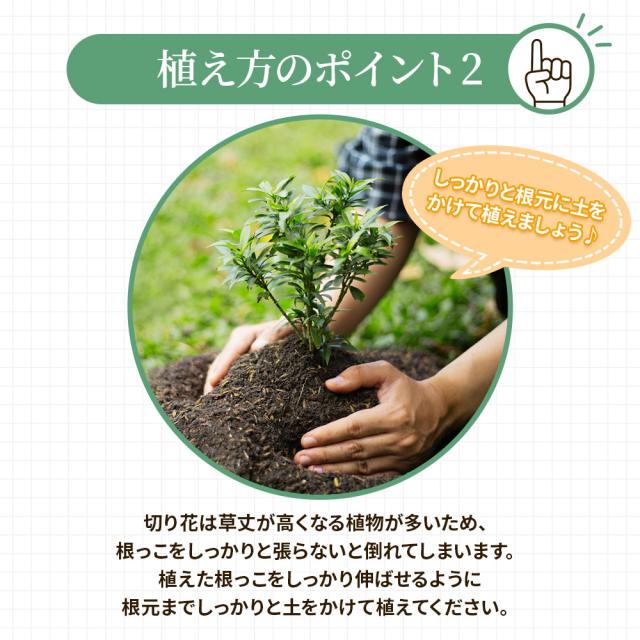 切り花苗12苗セット