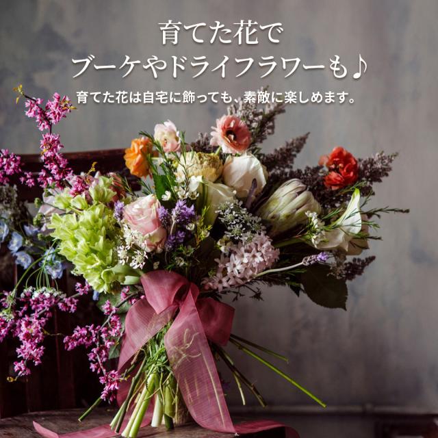 切り花苗12苗セット