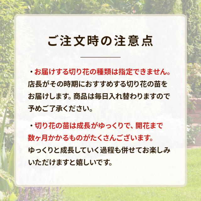切り花苗12苗セット