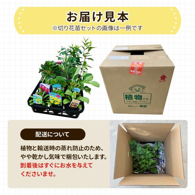 切り花苗12苗セット