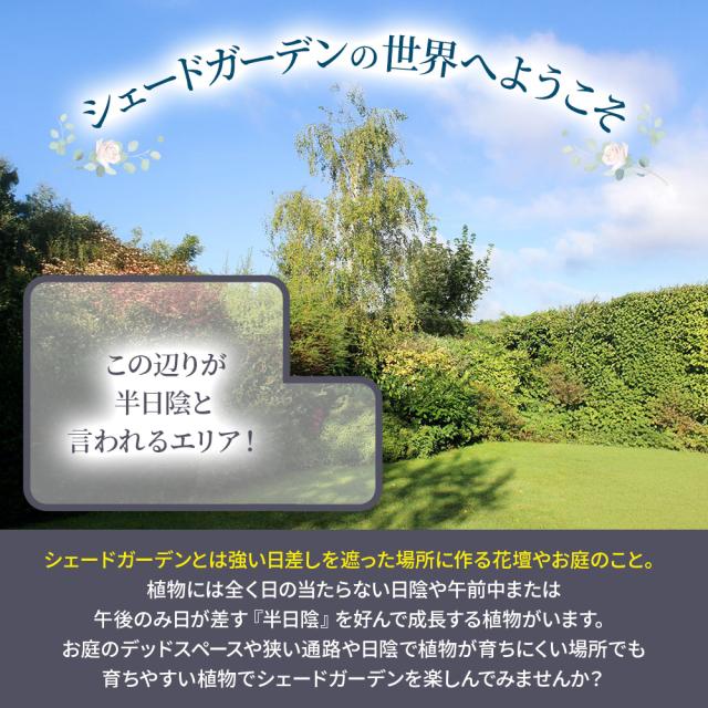 シェードガーデン7ポットセット