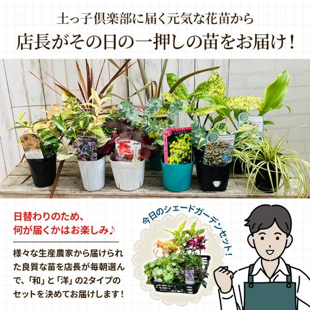 シェードガーデン7ポットセット