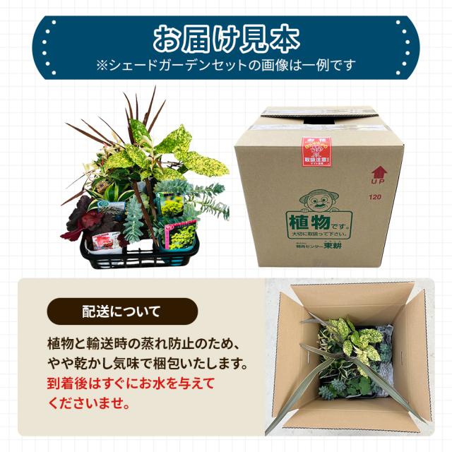 シェードガーデン7ポットセット