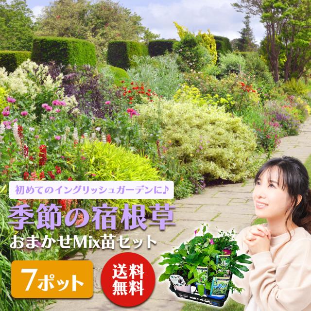 宿根草7苗セット