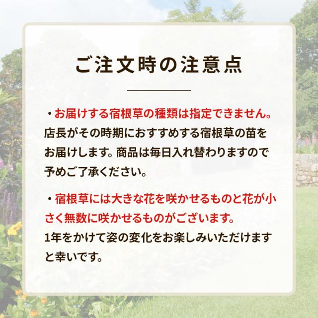 宿根草7苗セット