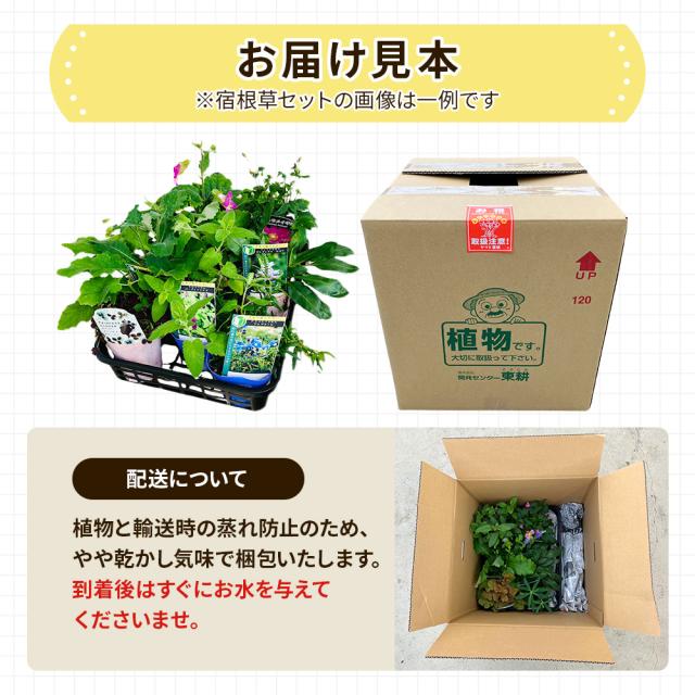 宿根草7苗セット