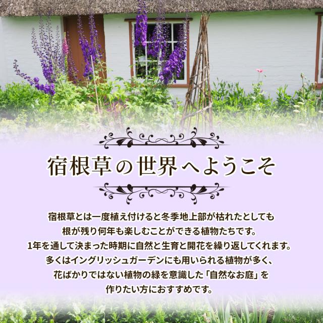 宿根草7苗セット