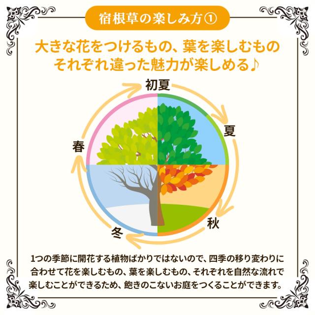 宿根草7苗セット