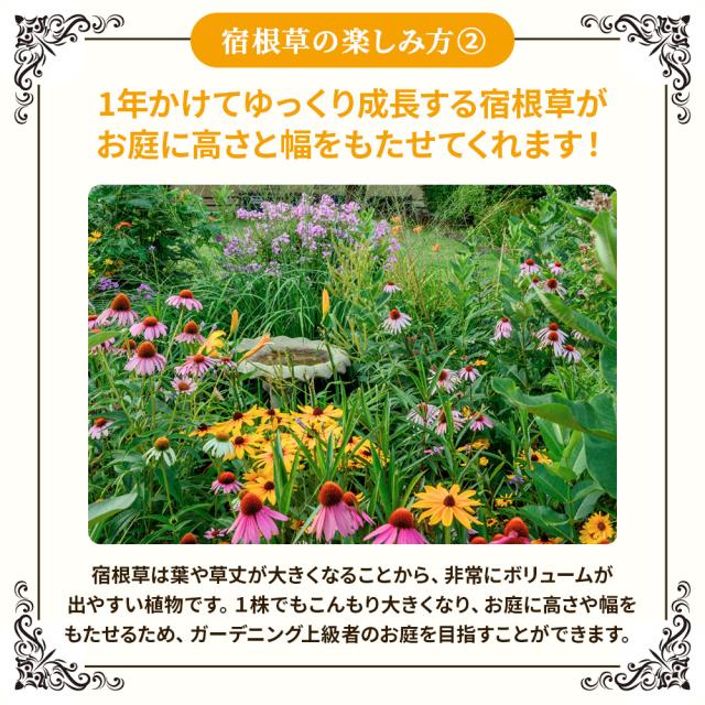 宿根草7苗セット