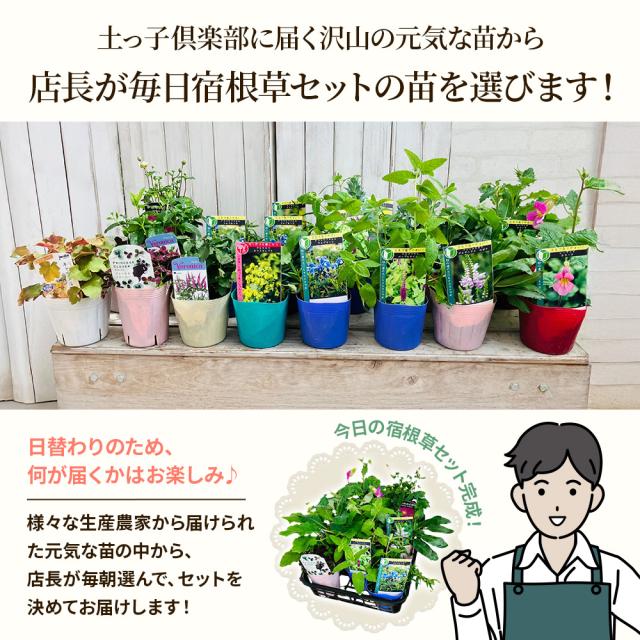 宿根草7苗セット