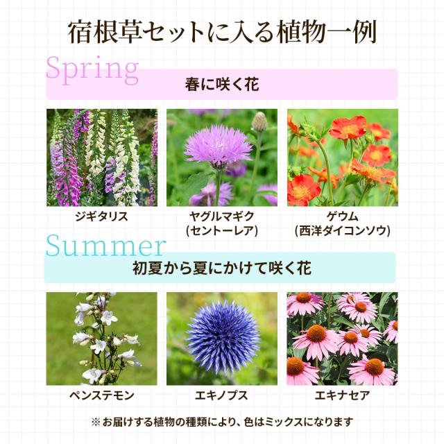 宿根草7苗セット