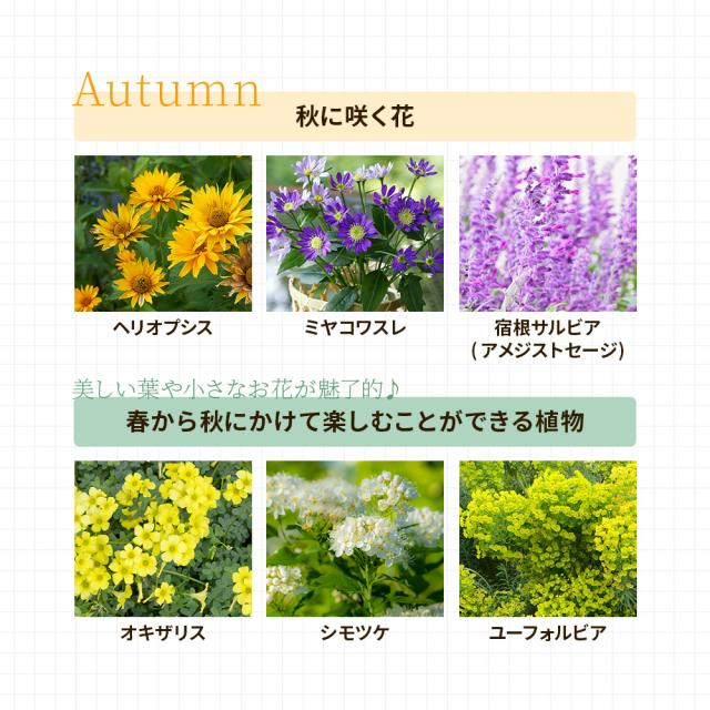 宿根草7苗セット