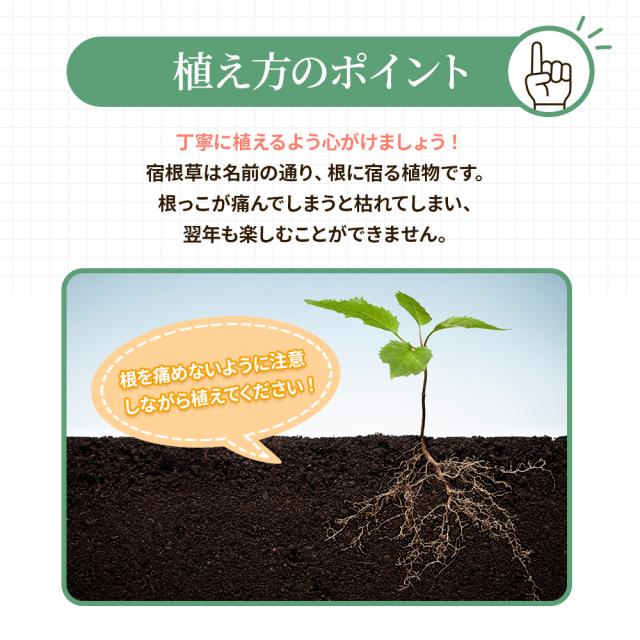 宿根草7苗セット