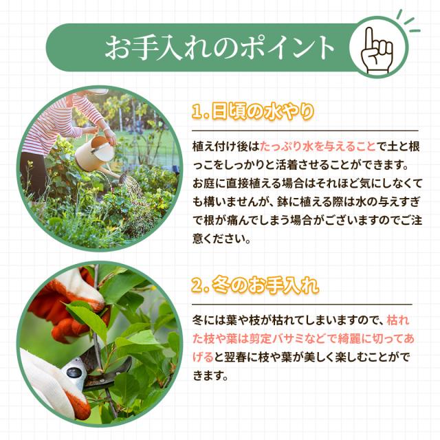 宿根草7苗セット