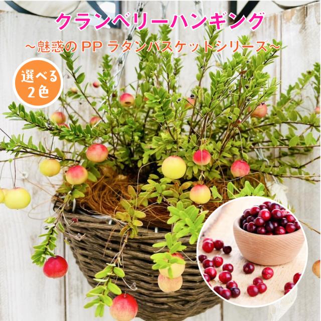 クランベリーハンギング【選べる2色】