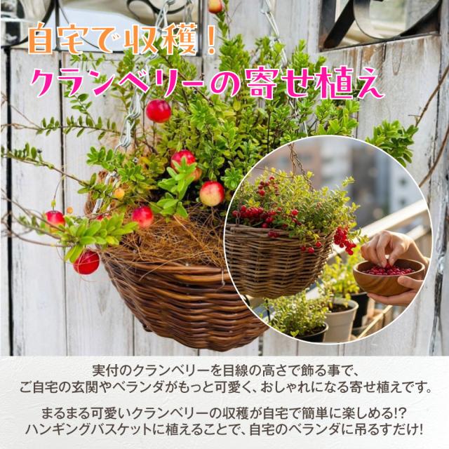クランベリーハンギング【選べる2色】