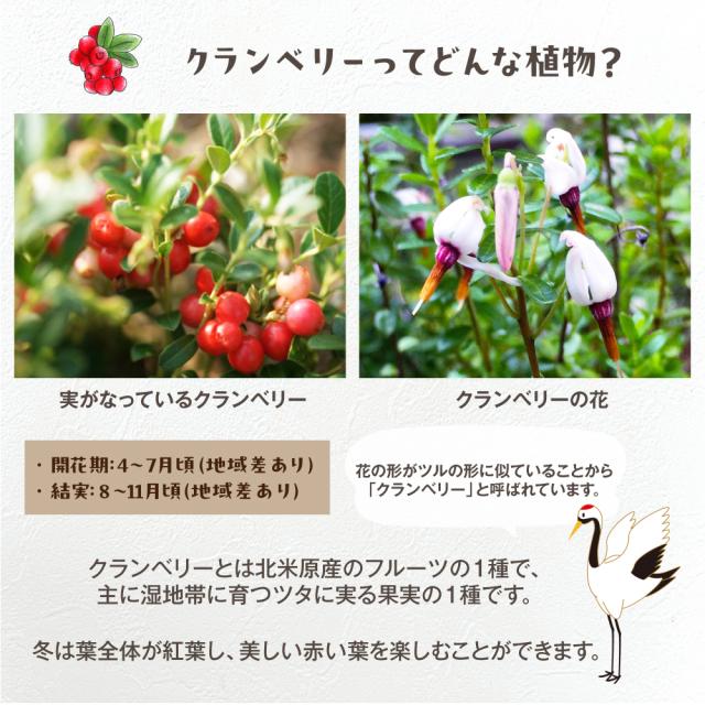 クランベリーハンギング【選べる2色】