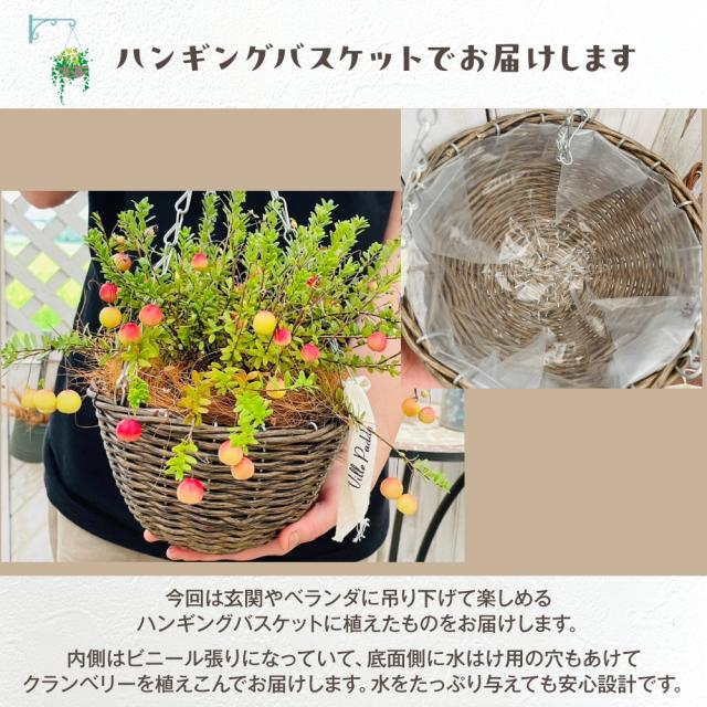 クランベリーハンギング【選べる2色】