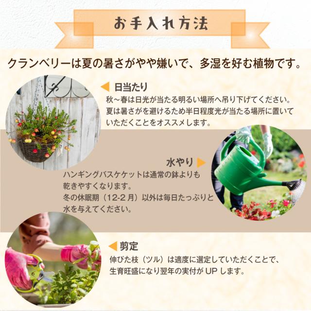 クランベリーハンギング【選べる2色】