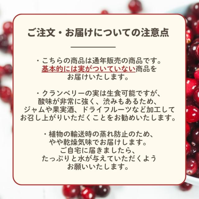 クランベリーハンギング【選べる2色】