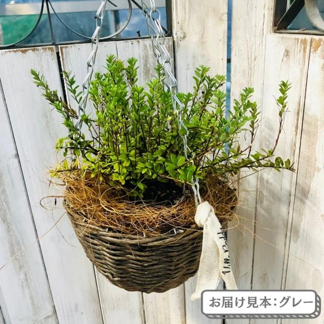 クランベリーハンギング【選べる2色】