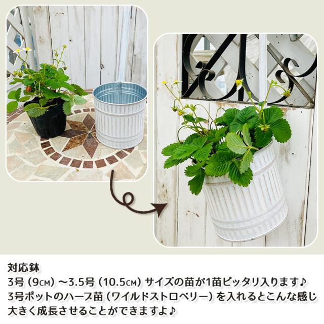 ウェーブハングポット3.5号(選べる4カラー)