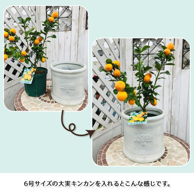 ラウンドポット フォレスト6号(選べる3色)