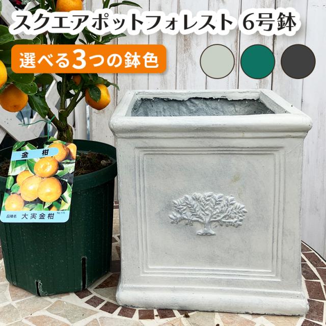 スクエアポット フォレスト6号（選べる3色）