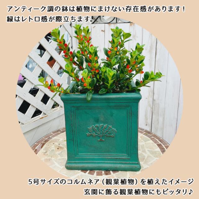 スクエアポット フォレスト6号（選べる3色）