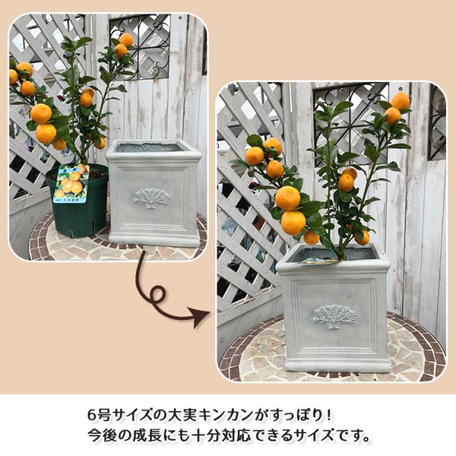 スクエアポット フォレスト6号（選べる3色）