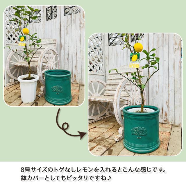 ラウンドポット フォレスト8号（選べる3色）