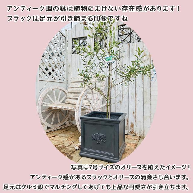 スクエアポット フォレスト8号（選べる3色）