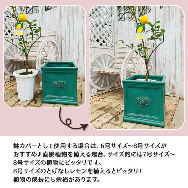 スクエアポット フォレスト8号（選べる3色）