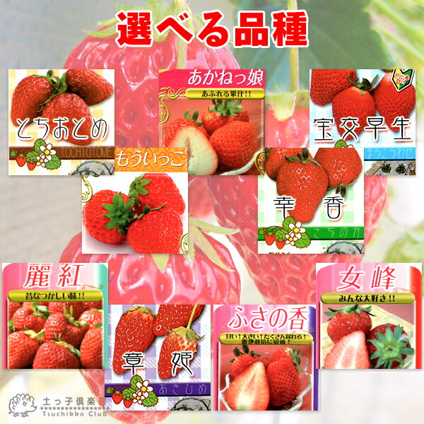 イチゴ イチゴ （ いちご苗 ） 9cmポット苗 【 2個セット 】 【 選べる