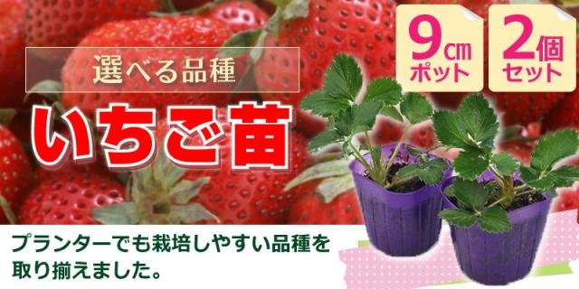イチゴ イチゴ （ いちご苗 ） 9cmポット苗 【 2個セット 】 【 選べる