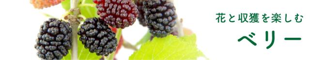 いろんなベリー