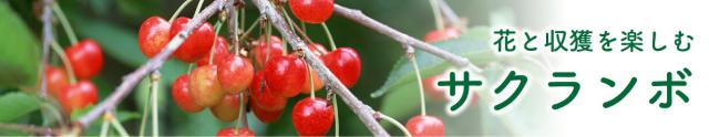 サクランボ